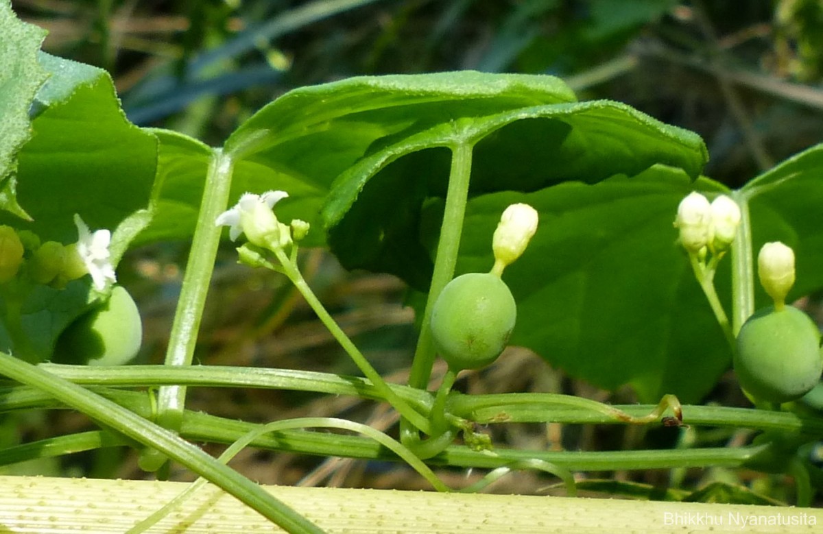 Zehneria maysorensis Arn.